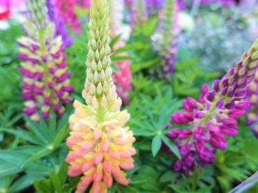 鉢苗物仕入れ（ルピナス・シクラメン・他）｜「ポピー」　（京都府八幡市の花キューピット加盟店 花屋）のブログ