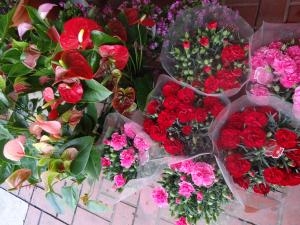カーネーション鉢・多肉植物入荷｜「緑花園」　（徳島県吉野川市の花キューピット加盟店 花屋）のブログ