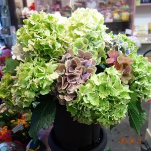 紫陽花入荷☆｜「フラワーショップ花よど」　（熊本県天草市の花キューピット加盟店 花屋）のブログ