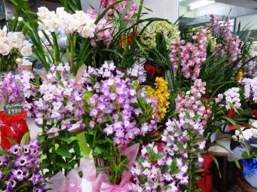 昨日の鉢物ダイジェスト｜「ポピー」　（京都府八幡市の花キューピット加盟店 花屋）のブログ
