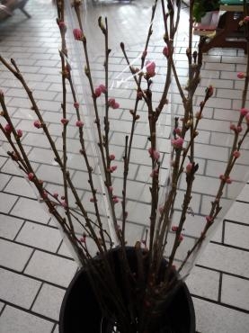 花桃の切り花入荷！！｜「ポピー」　（京都府八幡市の花キューピット加盟店 花屋）のブログ