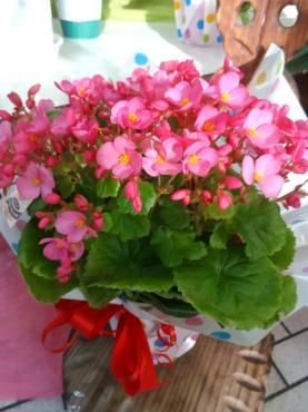 敬老の日９/１７（月）前の鉢苗物仕入れ情報｜「ポピー」　（京都府八幡市の花キューピット加盟店 花屋）のブログ