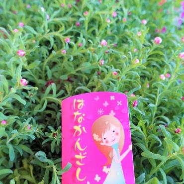 昨日の鉢苗物仕入れ（クリスマスローズ・沈丁花・花かんざし・マーガレット他）｜「ポピー」　（京都府八幡市の花キューピット加盟店 花屋）のブログ