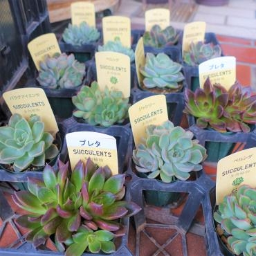 昨日の鉢苗物仕入れ（多肉植物・アルメリア・ゼラニウム・沈丁花・他）｜「ポピー」　（京都府八幡市の花キューピット加盟店 花屋）のブログ