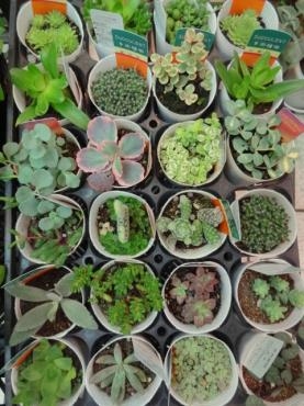 鉢物入荷情報（多肉植物・万両・ガーデンシクラメン・ポトス他）｜「ポピー」　（京都府八幡市の花キューピット加盟店 花屋）のブログ