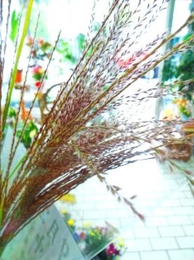 今年の中秋の名月は本日９/２４（満月は明日）｜「ポピー」　（京都府八幡市の花キューピット加盟店 花屋）のブログ