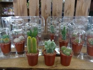 父の日ギフト　入荷してますヨ～～！｜「緑花園」　（徳島県吉野川市の花キューピット加盟店 花屋）のブログ