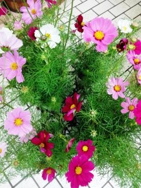 苗物入荷情報（多肉植物他）　９/27(木)本店定休日｜「ポピー」　（京都府八幡市の花キューピット加盟店 花屋）のブログ