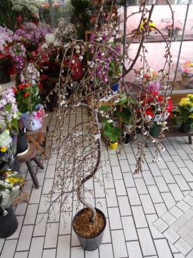 しだれ桜入荷｜「ポピー」　（京都府八幡市の花キューピット加盟店 花屋）のブログ