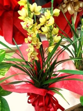昨日の仕入れ情報（シンビジウム・よく咲くスミレ・ビオラ・初恋草ほか）｜「ポピー」　（京都府八幡市の花キューピット加盟店 花屋）のブログ