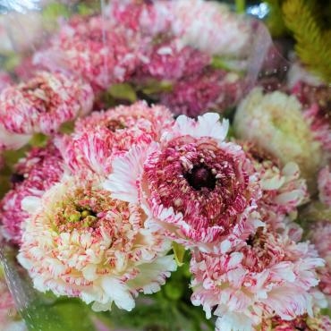 ラナンキュラス（モロッコエルフード）｜「ポピー」　（京都府八幡市の花キューピット加盟店 花屋）のブログ