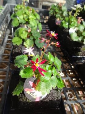 昨日の鉢苗物（大文字草・嵯峨菊・ハゼの木・多肉植物・コウモリラン他）｜「ポピー」　（京都府八幡市の花キューピット加盟店 花屋）のブログ