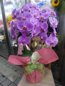 お中元です！｜「緑花園」　（徳島県吉野川市の花キューピット加盟店 花屋）のブログ