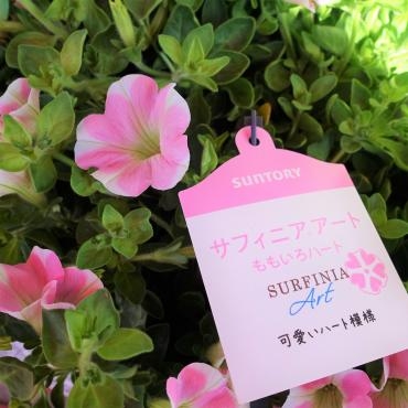 鉢物入荷情報（ももいろハート・シバザクラ・バラ苗・他）｜「ポピー」　（京都府八幡市の花キューピット加盟店 花屋）のブログ