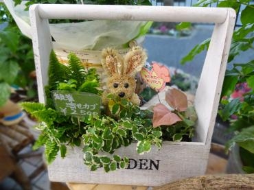火曜日の苗鉢物｜「ポピー」　（京都府八幡市の花キューピット加盟店 花屋）のブログ