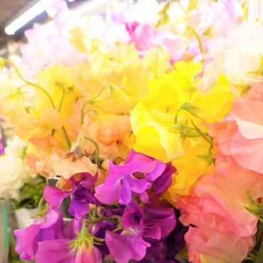 スイートピーとチューリップは間もなく終了します｜「ポピー」　（京都府八幡市の花キューピット加盟店 花屋）のブログ