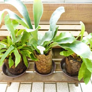 コウモリラン｜「ポピー」　（京都府八幡市の花キューピット加盟店 花屋）のブログ