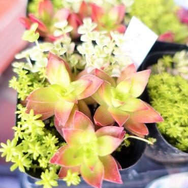 昨日の鉢苗物仕入れ（多肉植物寄せ植え苗・ミヤコワスレ特大4号苗・フランネルフラワー他）｜「ポピー」　（京都府八幡市の花キューピット加盟店 花屋）のブログ