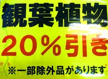 ゲリラセール！！観葉植物２割引き!!｜「ポピー」　（京都府八幡市の花キューピット加盟店 花屋）のブログ
