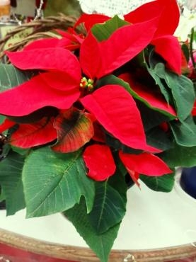 昨日の鉢物入荷情報｜「ポピー」　（京都府八幡市の花キューピット加盟店 花屋）のブログ