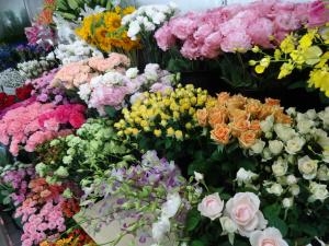 お化けケイトウ？｜「緑花園」　（徳島県吉野川市の花キューピット加盟店 花屋）のブログ
