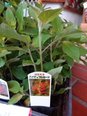 食べれる苗物｜「ポピー」　（京都府八幡市の花キューピット加盟店 花屋）のブログ