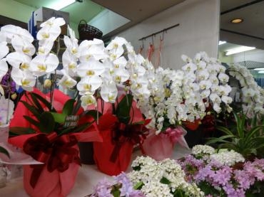 室内用花｜「ポピー」　（京都府八幡市の花キューピット加盟店 花屋）のブログ