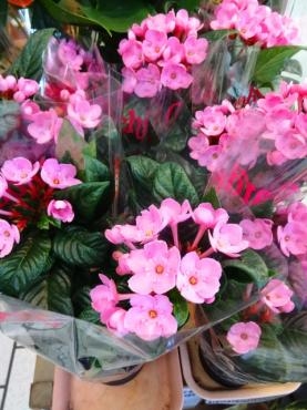 昨日の鉢物入荷情報です。｜「ポピー」　（京都府八幡市の花キューピット加盟店 花屋）のブログ