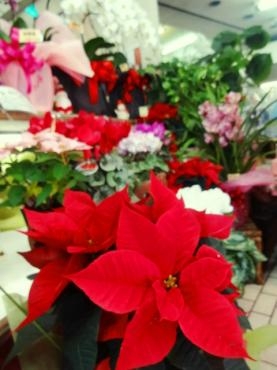 １２月8日（土）ファミレやわた店オープン!!（予定）｜「ポピー」　（京都府八幡市の花キューピット加盟店 花屋）のブログ