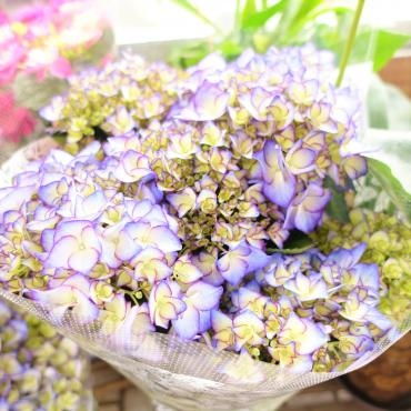 昨日の鉢苗物仕入れ（紫陽花・ビバーナム・野菜苗・他）｜「ポピー」　（京都府八幡市の花キューピット加盟店 花屋）のブログ