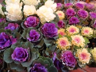 昨日入荷の鉢物情報｜「ポピー」　（京都府八幡市の花キューピット加盟店 花屋）のブログ