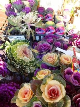 昨日の鉢苗物仕入れ｜「ポピー」　（京都府八幡市の花キューピット加盟店 花屋）のブログ