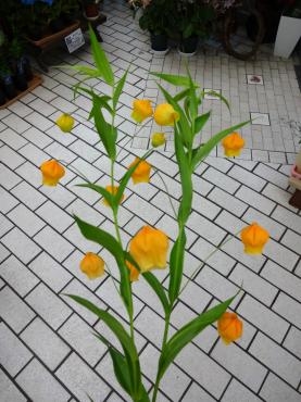 サンダーソニア｜「ポピー」　（京都府八幡市の花キューピット加盟店 花屋）のブログ