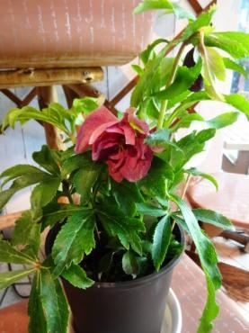 あけましておめでとうございます（初セリの鉢苗物）｜「ポピー」　（京都府八幡市の花キューピット加盟店 花屋）のブログ