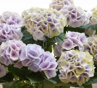 アジサイの鉢お届け　フローラント　｜「フローラント」　（静岡県三島市の花キューピット加盟店 花屋）のブログ
