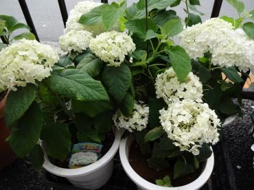 昨日の苗物｜「ポピー」　（京都府八幡市の花キューピット加盟店 花屋）のブログ