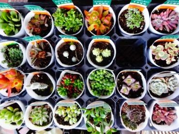 鉢苗物仕入れ（多肉植物などなど）｜「ポピー」　（京都府八幡市の花キューピット加盟店 花屋）のブログ