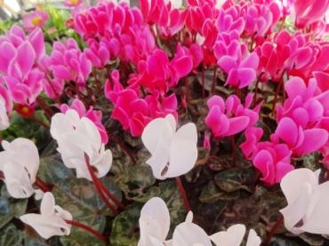 昨日の鉢苗物入荷｜「ポピー」　（京都府八幡市の花キューピット加盟店 花屋）のブログ