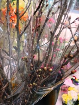 ケイオウザクラと花桃｜「ポピー」　（京都府八幡市の花キューピット加盟店 花屋）のブログ