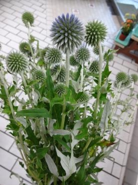 夏の切り花｜「ポピー」　（京都府八幡市の花キューピット加盟店 花屋）のブログ