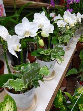 昨日の入荷鉢物｜「ポピー」　（京都府八幡市の花キューピット加盟店 花屋）のブログ