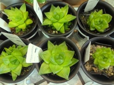 本日入荷の鉢苗物（多肉植物ハオルチア・ゼラニウム・ラン鉢たくさん）｜「ポピー」　（京都府八幡市の花キューピット加盟店 花屋）のブログ