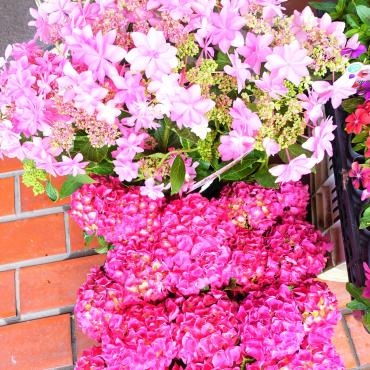 昨日の鉢苗物仕入れ（アジサイ苗・レースラベンダー・シソ他）｜「ポピー」　（京都府八幡市の花キューピット加盟店 花屋）のブログ