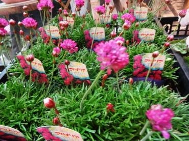 鉢物仕入れ情報（アルメリア・ルピナス・サンスベリア他｜「ポピー」　（京都府八幡市の花キューピット加盟店 花屋）のブログ