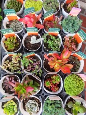 本日入荷の苗物（多肉植物・パセリ・カサブランカ他）｜「ポピー」　（京都府八幡市の花キューピット加盟店 花屋）のブログ