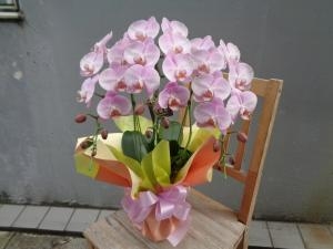 御供用ピンク胡蝶蘭他｜「緑花園」　（徳島県吉野川市の花キューピット加盟店 花屋）のブログ