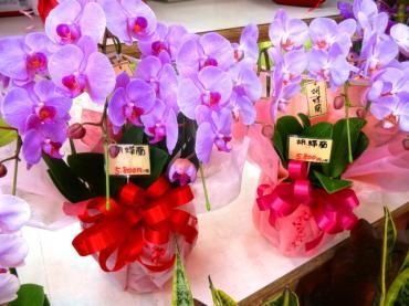 昨日の鉢物仕入れ（大輪バラ苗・サンスベリア５号鉢大きめ他）｜「ポピー」　（京都府八幡市の花キューピット加盟店 花屋）のブログ
