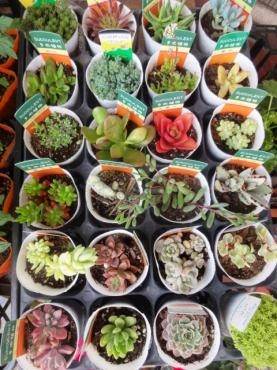 昨日の鉢苗物仕入れ（多肉植物・ミニトマト・カンパニュラ・観葉植物色々・四季咲きいちご他）｜「ポピー」　（京都府八幡市の花キューピット加盟店 花屋）のブログ
