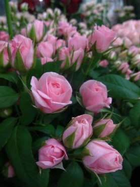 あと４日｜「ポピー」　（京都府八幡市の花キューピット加盟店 花屋）のブログ