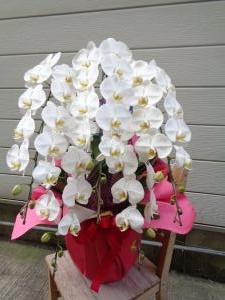 週年お祝いの胡蝶蘭ほか｜「緑花園」　（徳島県吉野川市の花キューピット加盟店 花屋）のブログ